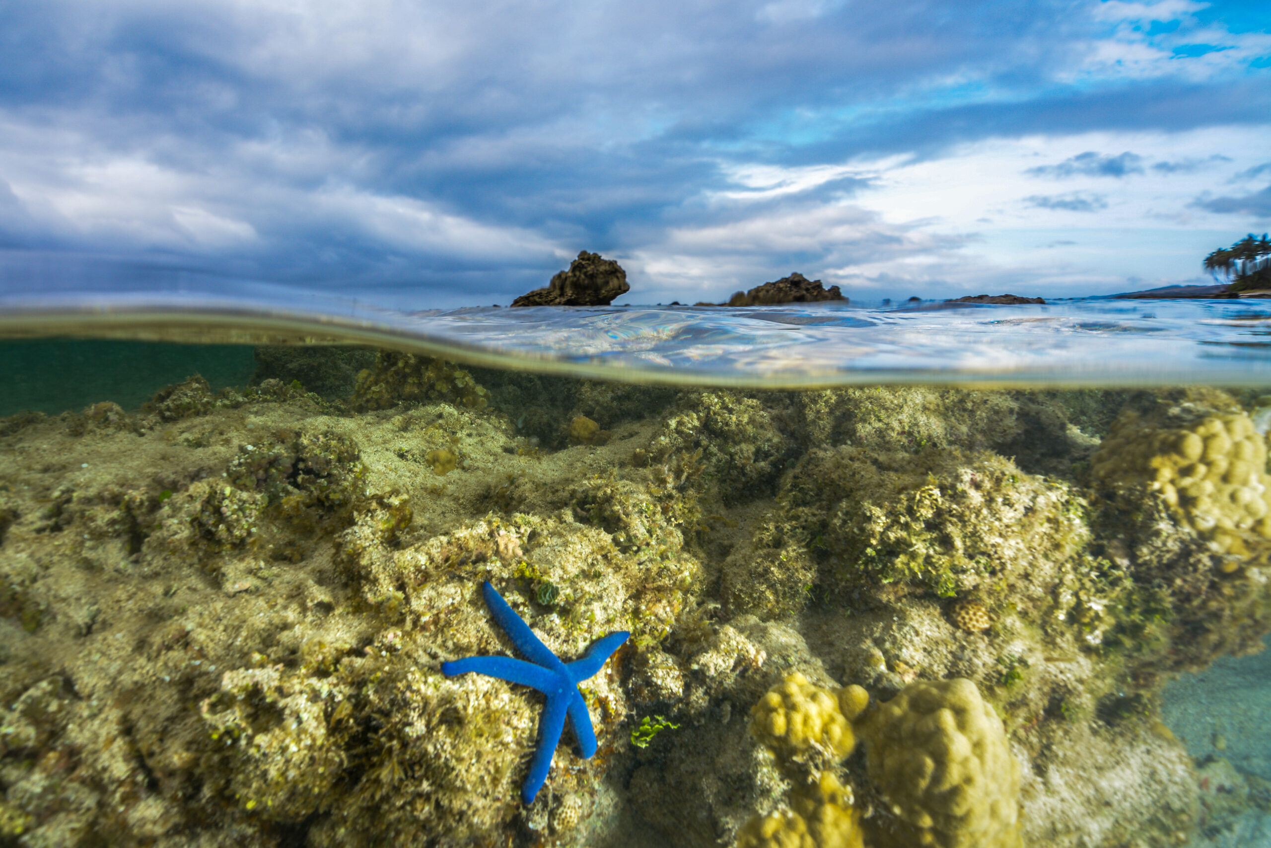 A sea star underwater, a bright blue sea star spread over the coral of a dying or dead reef in Viti Levu, Fiji. Credit: Tom Vierus Climate Visuals