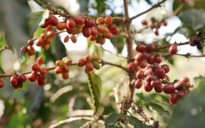 Putting predictive climate tools in the hands of smallholder coffee farmers