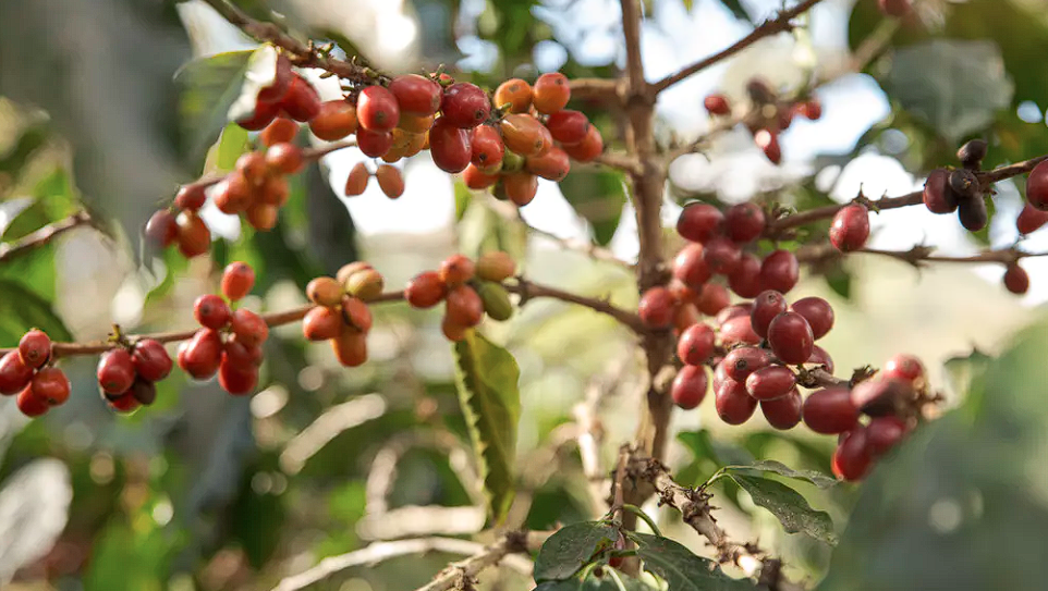 Putting predictive climate tools in the hands of smallholder coffee farmers